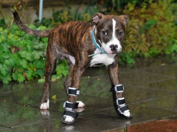 El cachorro con las patas torcidas