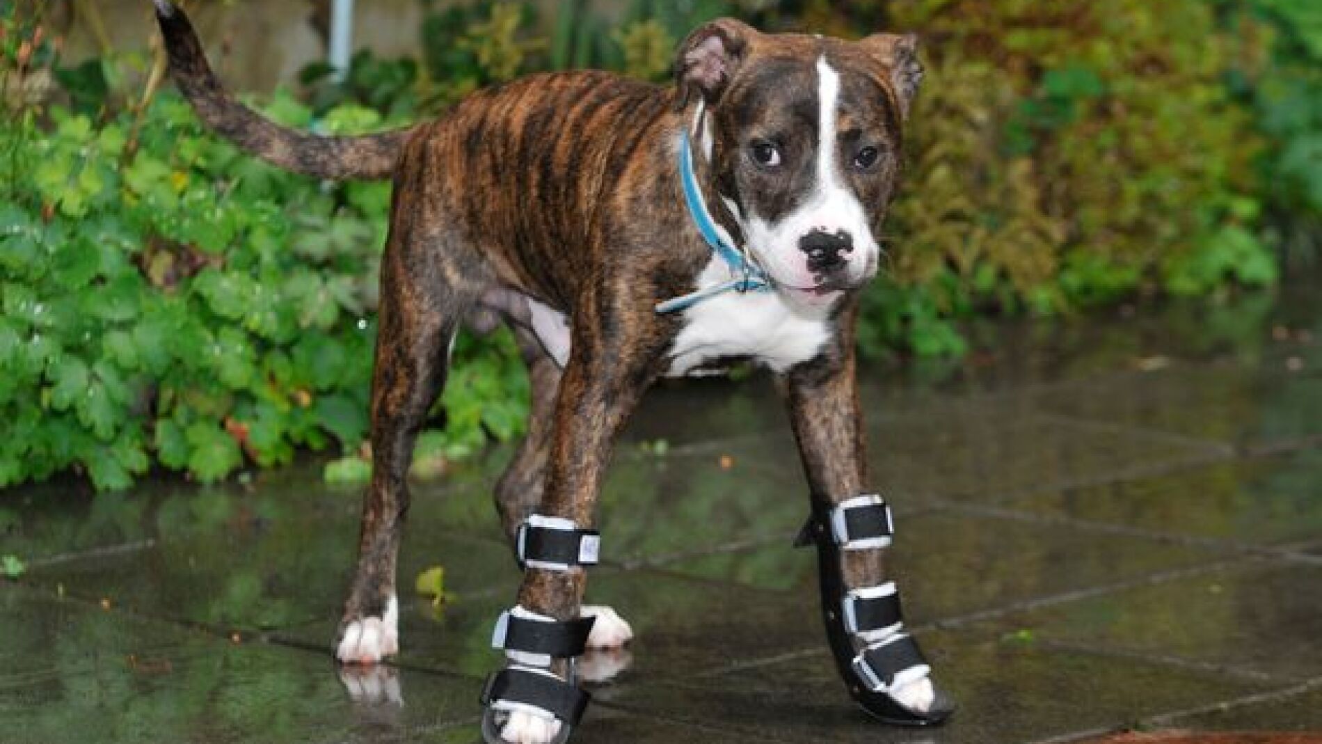 El cachorro con las patas torcidas