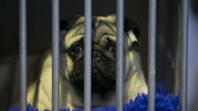 En 2015 se abandonaron 37.000 perros y gatos en España