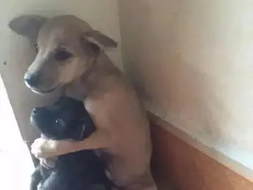 Los cachorros se han convertido en amigos inseparables. Los cachorros se han convertido en amigos inseparables.