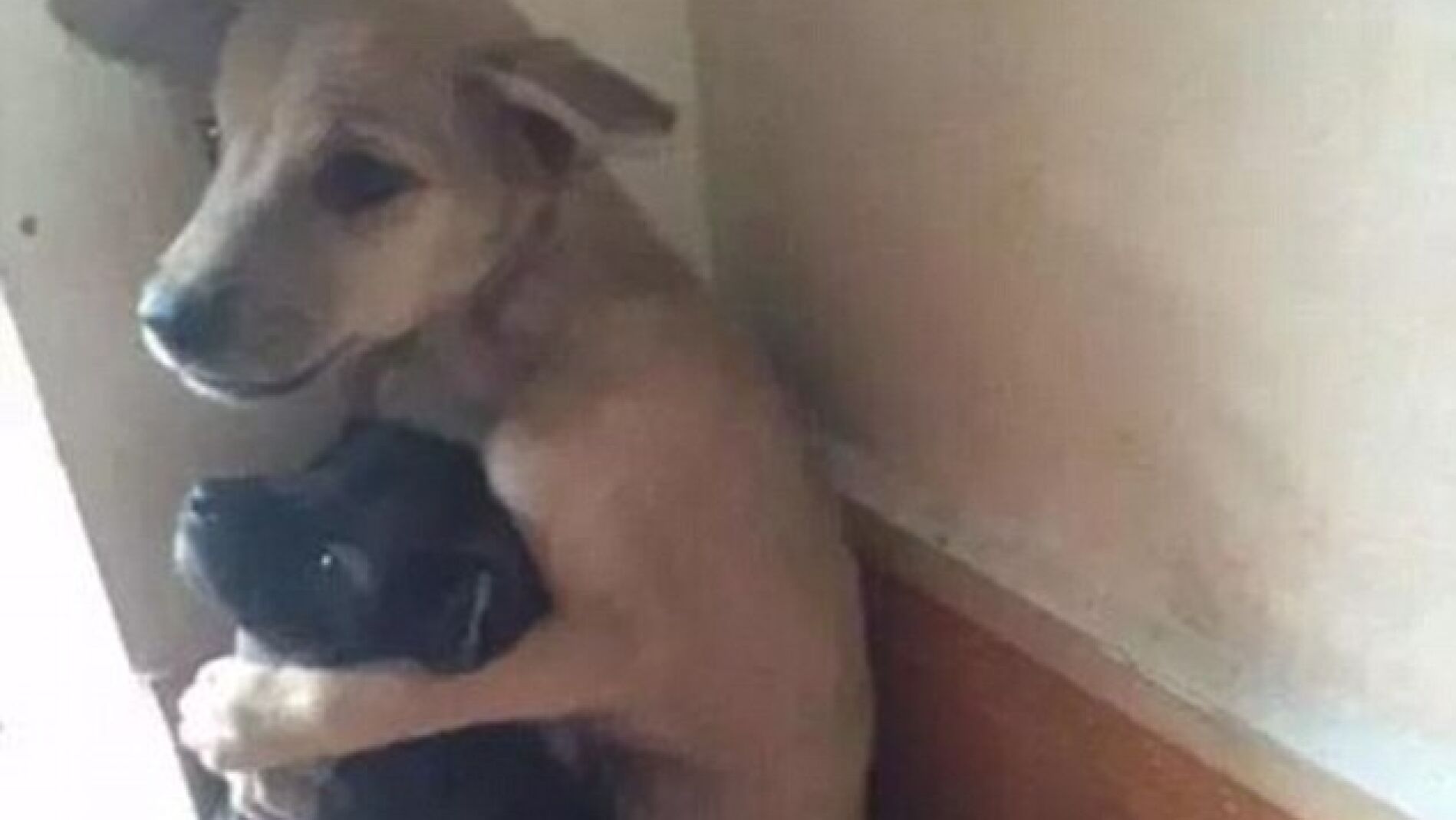 Los cachorros se han convertido en amigos inseparables.