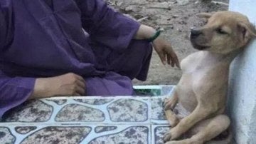 El perro en postura de meditación.
