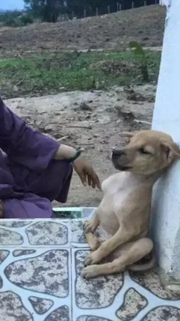 El perro en postura de meditación. El perro en postura de meditación.