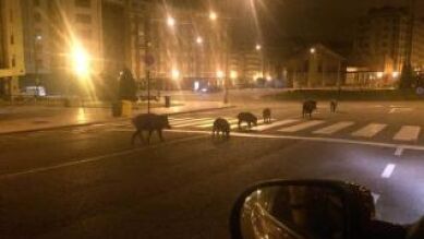 Los jabalíes y su afición a pasearse por las calles de Oviedo