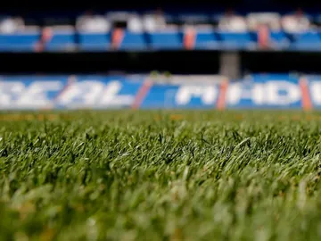 El Berbabéu estrenará césped esta temporada El Berbabéu estrenará césped esta temporada