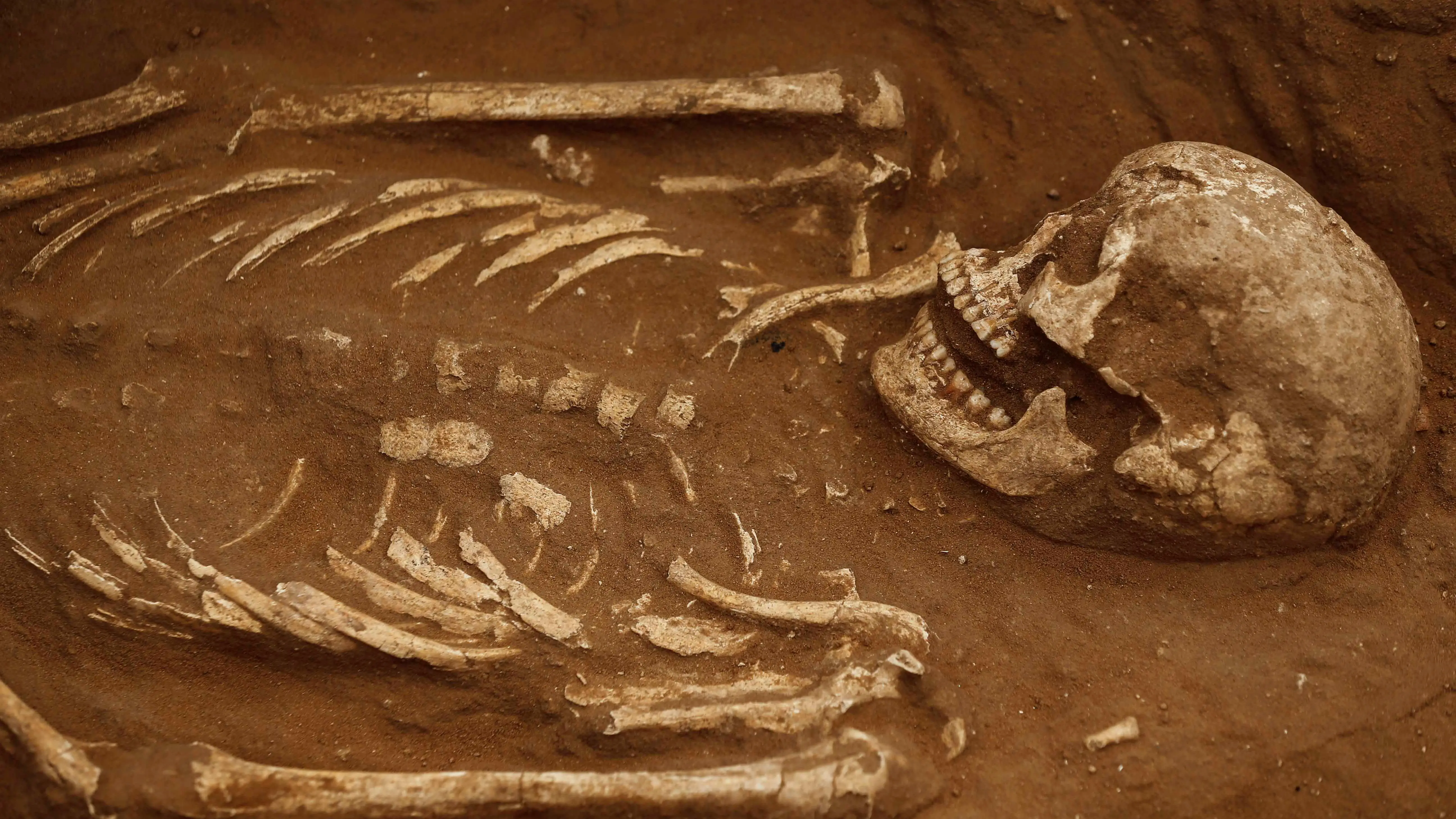 Imagen de archivo de un esqueleto humano Esqueleto humano
