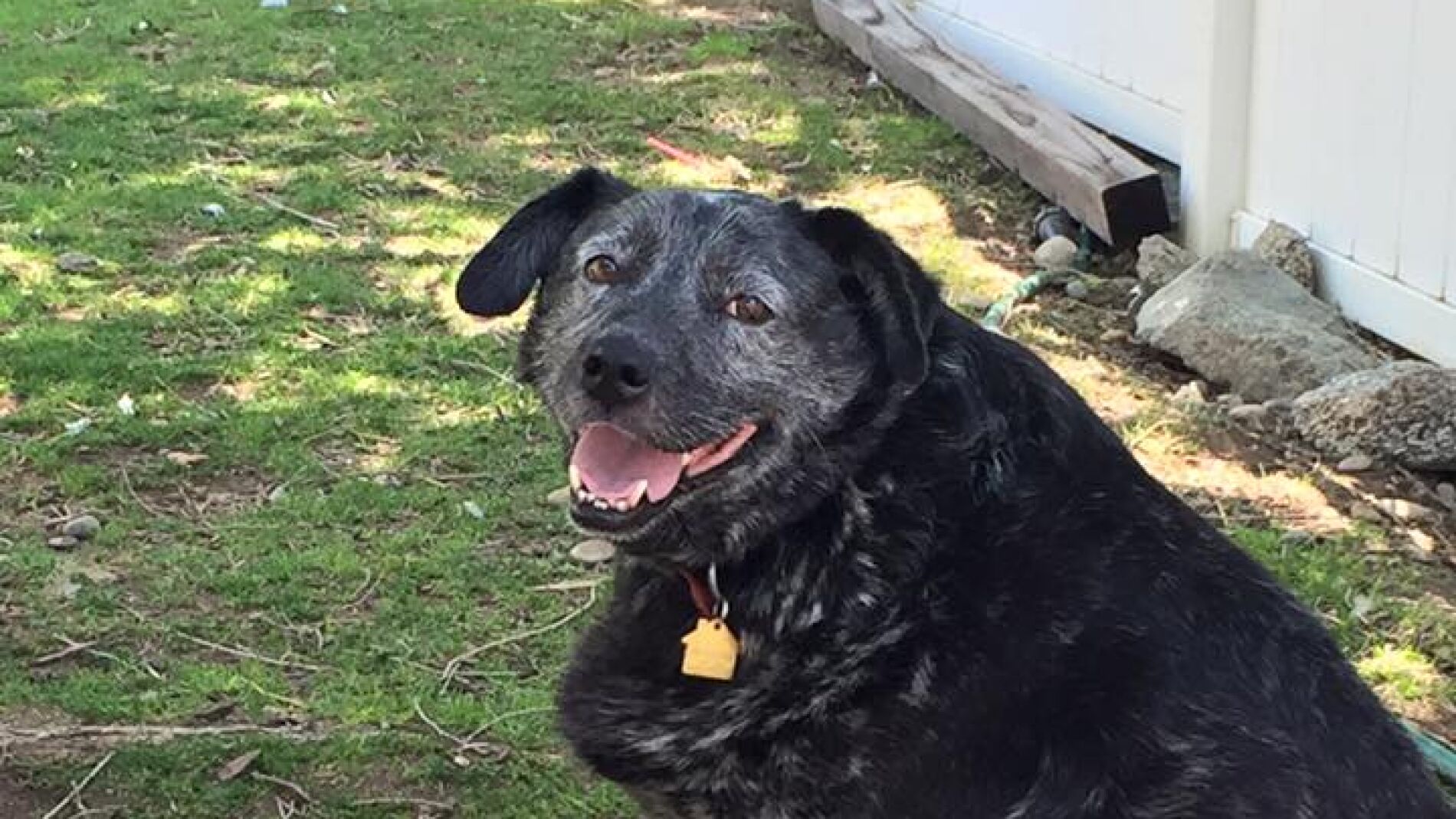 Perro adoptado en California