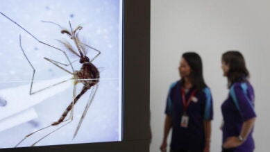 La otra cara de la realidad; la fotografía microscópica