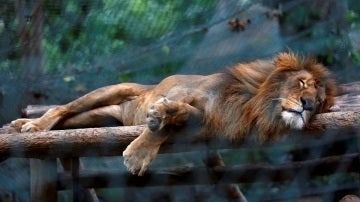 Un león durmiendo en el zoo de Caricuao