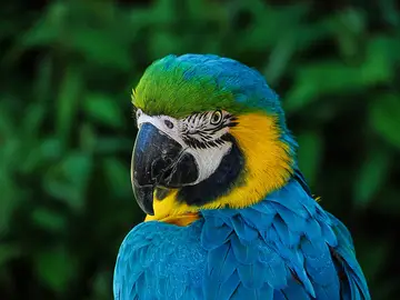 Loro | Archivo Loro | Archivo