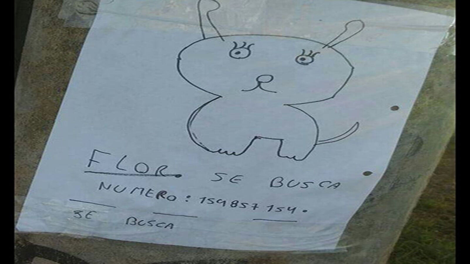Como no tenían foto de su mascota perdida, sus dos pequeños propietarios la dibujaron para recuperarla