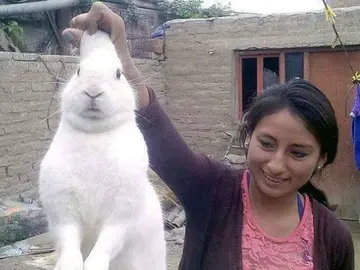 'Pinpon' el conejito adicto a la marihuana junto a su dueña. 'Pinpon' el conejito adicto a la marihuana junto a su dueña.