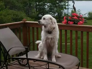 Betty White antes de desaparecer. Betty White antes de desaparecer.