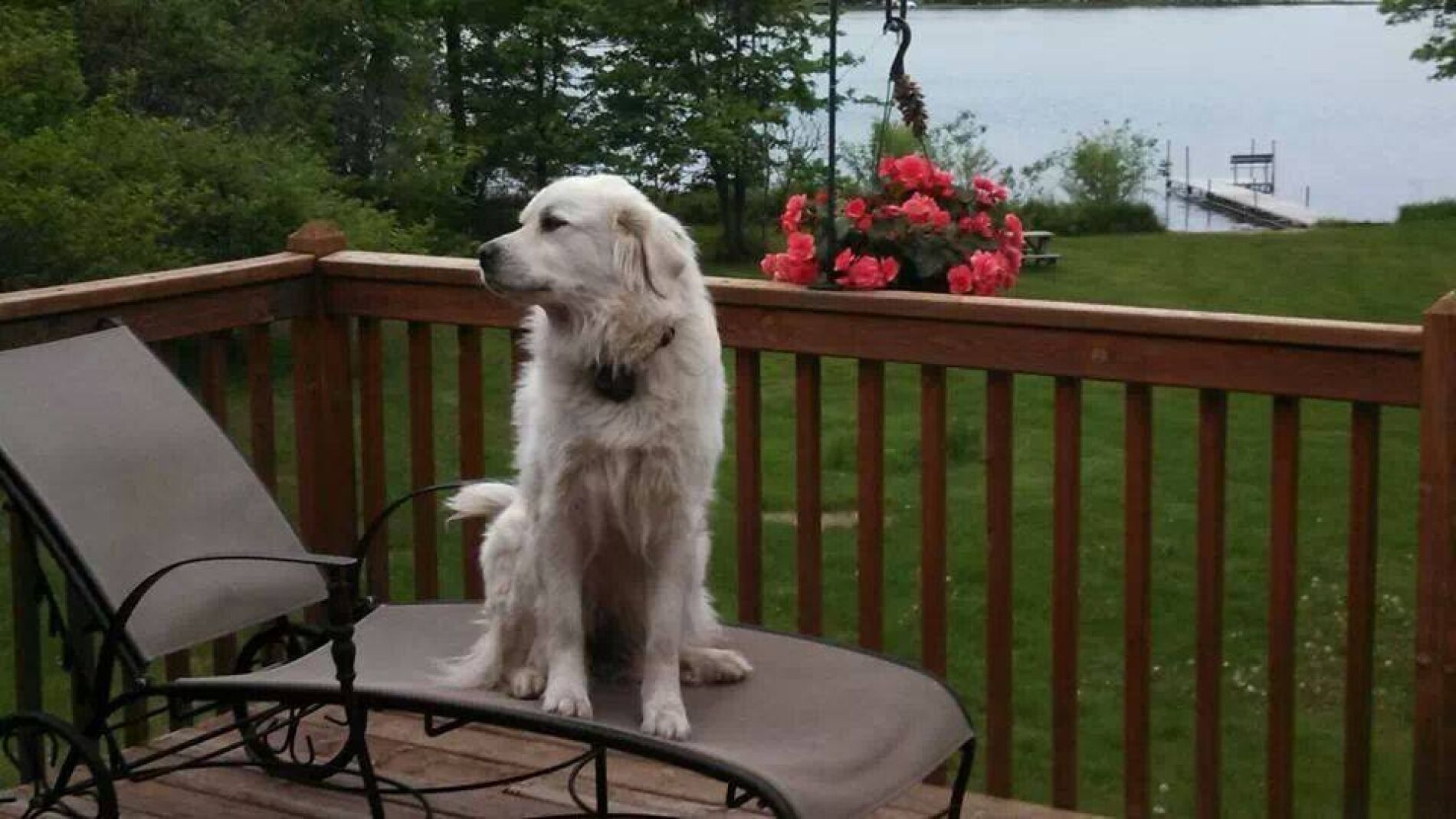 Betty White antes de desaparecer.