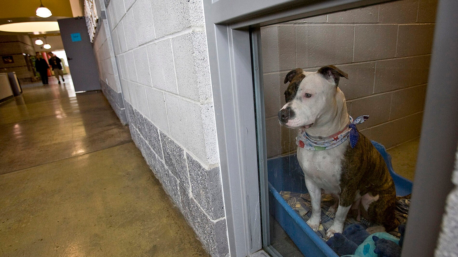 Perro en una protectora