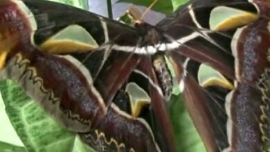 Encuentran en China la mariposa más grande del mundo que sólo vive 14 días