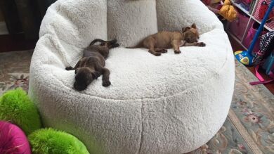Brando y PJ, la enternecedora historia de dos cachorros abandonados que se convierten en mejores amigos