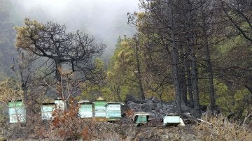 Los medios aéreos y terrestres continúan trabajando en el control del incendio forestal de La Palma antes de que las temperaturas aumenten