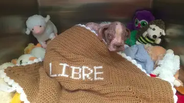 Libre arropado con su manta Libre arropado con su manta