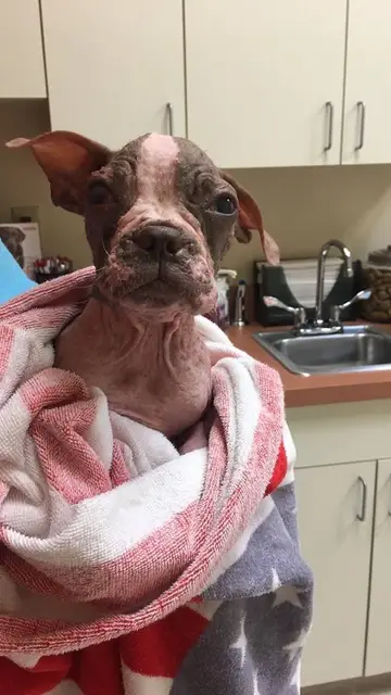 El pequeño Libre en el veterinario El pequeño Libre en el veterinario