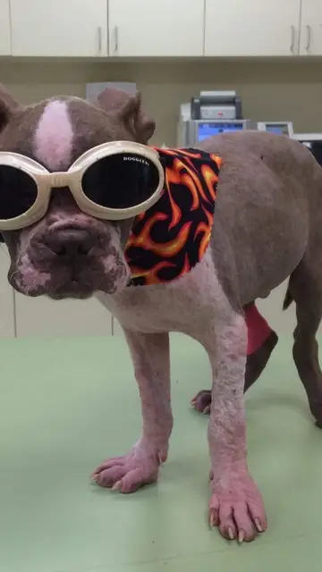 Libre disfrazado en una visita al veterinario Libre disfrazado en una visita al veterinario