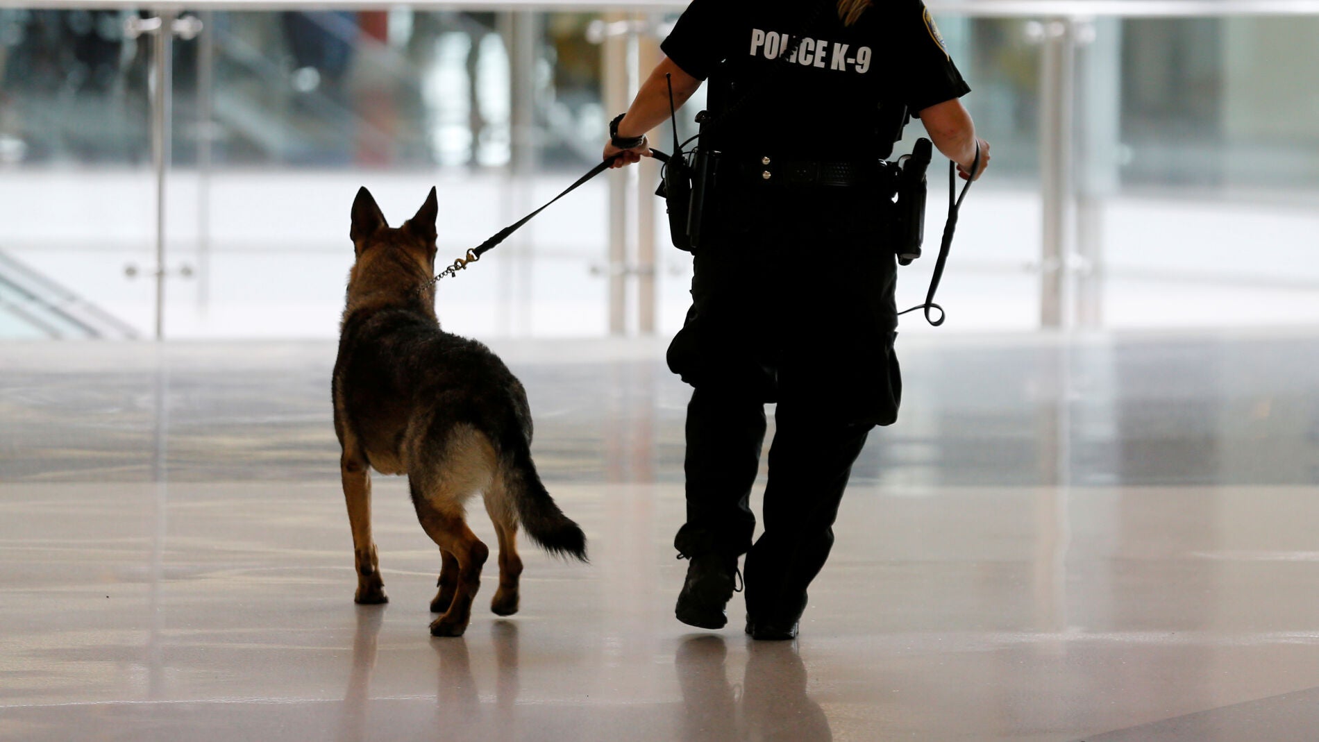 Un perro polic&iacute;a de la brigada K-9, como Kina