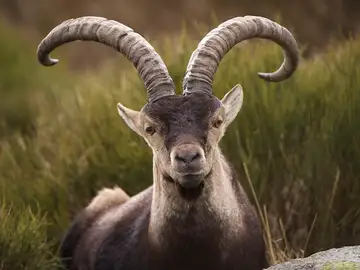 Una cabra de la sierra de Guadarrama Una cabra de la sierra de Guadarrama