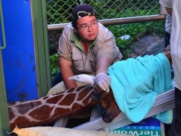 La jirafa falleció en el camión por un ataque de pánico