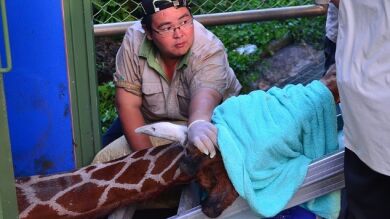 Muere una jirafa tras sufrir un ataque de pánico al ser enjaulada para llevarla a un zoo