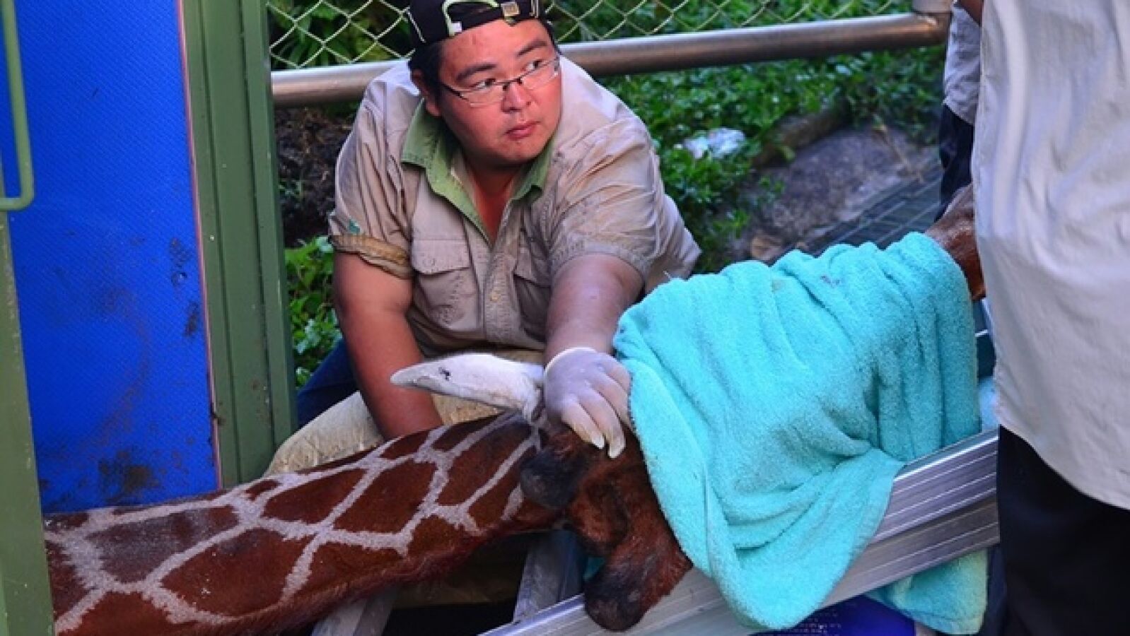 Muere una jirafa tras sufrir un ataque de pánico al ser enjaulada para llevarla a un zoo