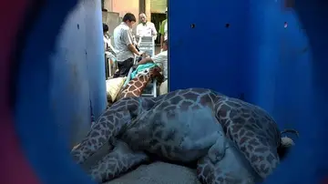 La jirafa falleció durante el trayecto La jirafa falleció durante el trayecto