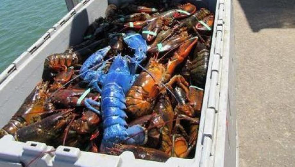Wayne Nickerson, el pescador de una langosta azul