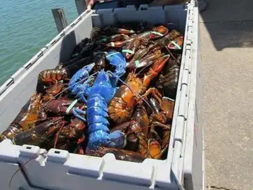 Wayne Nickerson, el pescador de una langosta azul Wayne Nickerson, el pescador de una langosta azul