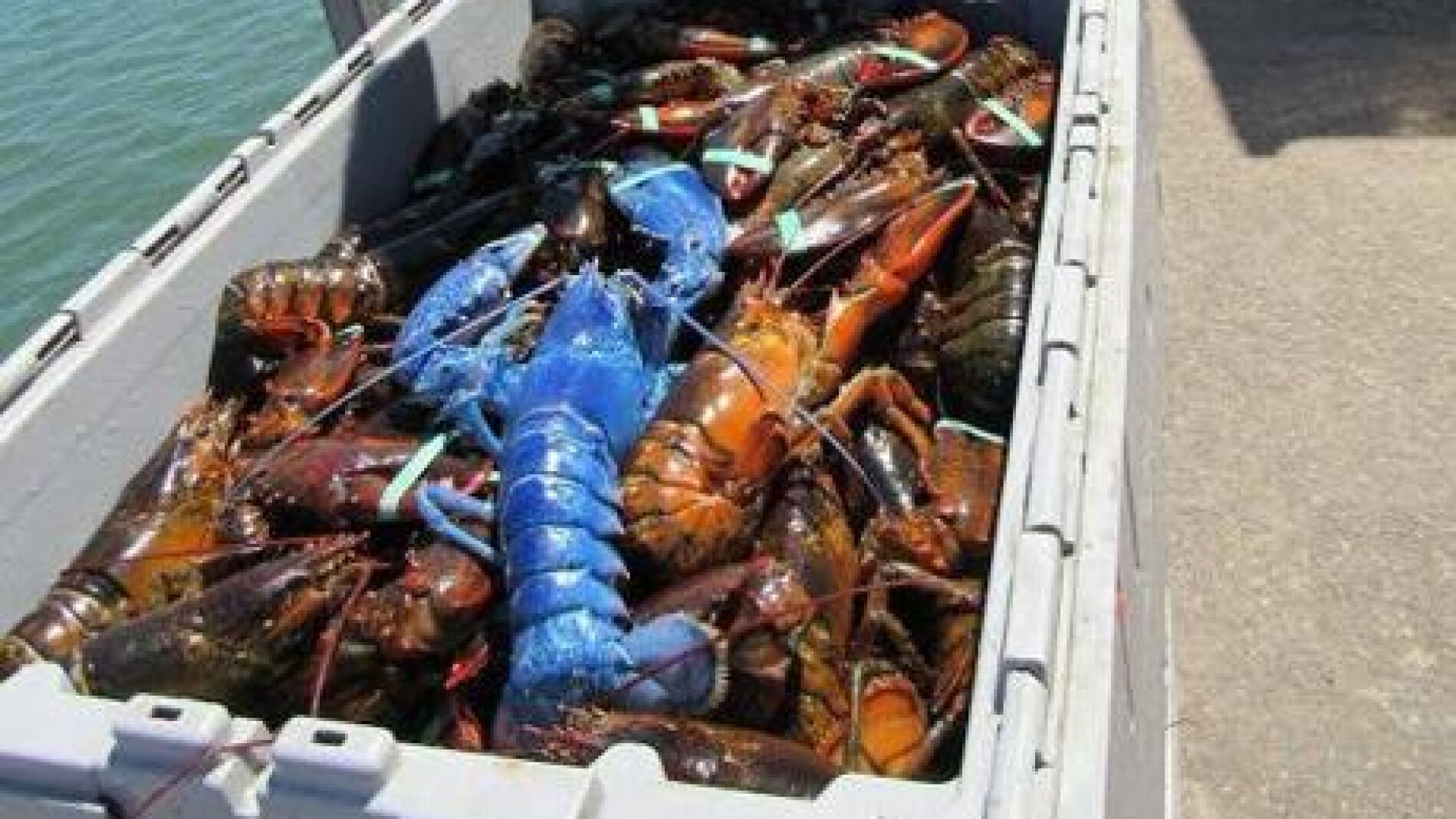 Wayne Nickerson, el pescador de una langosta azul
