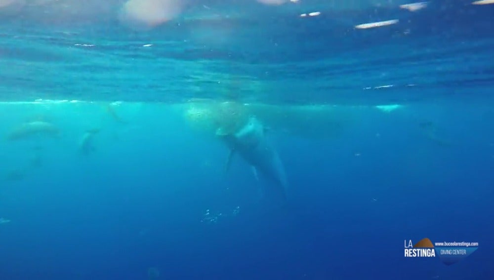 Frame 26.879986 de: Graban a una ballena engullendo un banco de peces en aguas de El Hierro