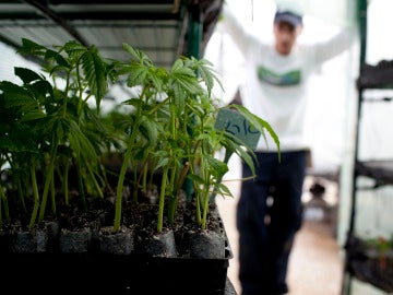 Plantación de marihuana en un espacio interior (Archivo)