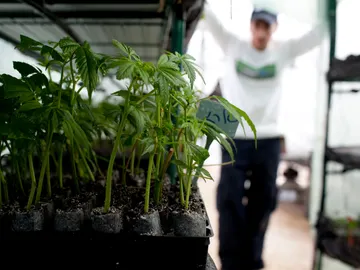 Plantación de marihuana en un espacio interior (Archivo) Plantación de marihuana en un espacio interior (Archivo)