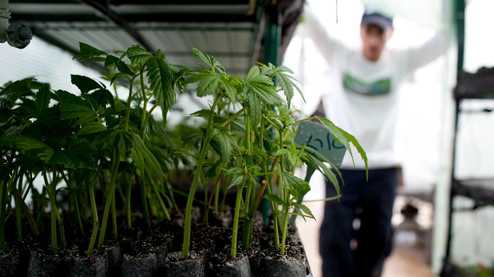 Plantación de marihuana en un espacio interior (Archivo) Plantación de marihuana en un espacio interior (Archivo)