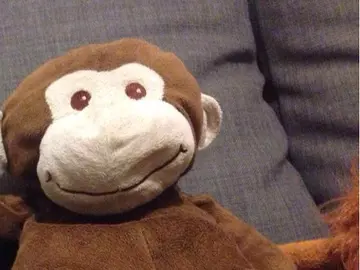 El 'mono' de peluche perdido en Valladolid. El 'mono' de peluche perdido en Valladolid.