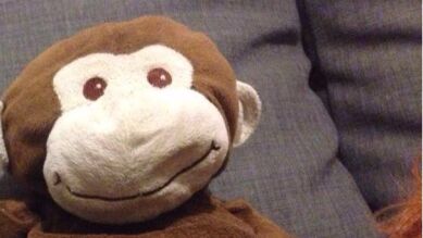 'Lila' el monito de peluche perdido en Valladolid que revoluciona Twiter en su búsqueda