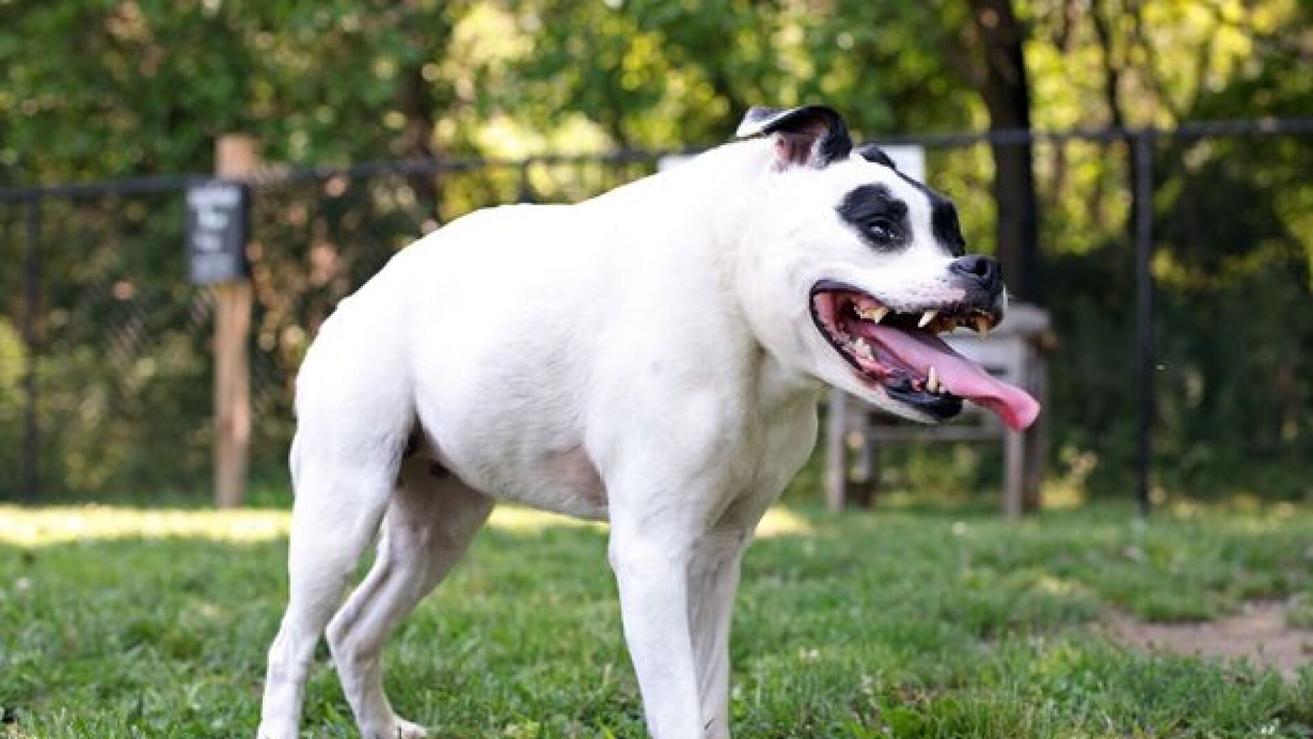 Cuda sufre el s&iacute;ndrome de la columna corta