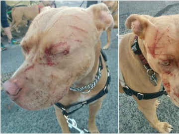 Bandida, la perra que fue atacada por una gata