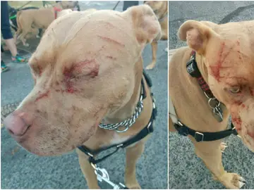 Bandida, la perra que fue atacada por una gata Bandida, la perra que fue atacada por una gata