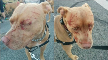 Bandida, la perra que fue atacada por una gata