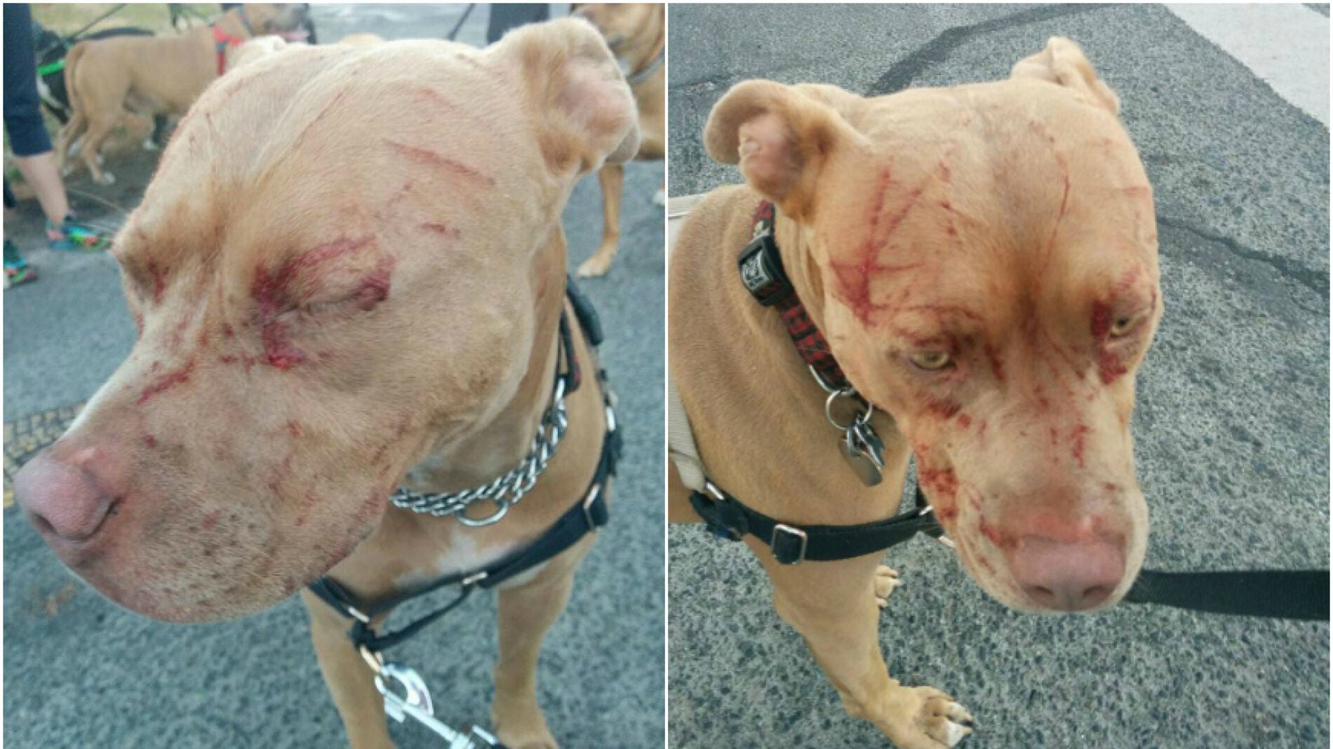 Bandida, la perra que fue atacada por una gata