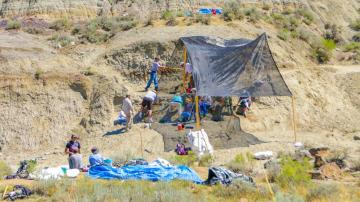 El sitio de excavación en el norte de Montana. Los paleontólogos Burke Museum descubrieron un cráneo y otros huesos.