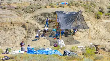 El sitio de excavación en el norte de Montana. Los paleontólogos Burke Museum descubrieron un cráneo y otros huesos. El sitio de excavación en el norte de Montana. Los paleontólogos Burke Museum descubrieron un cráneo y otros huesos.