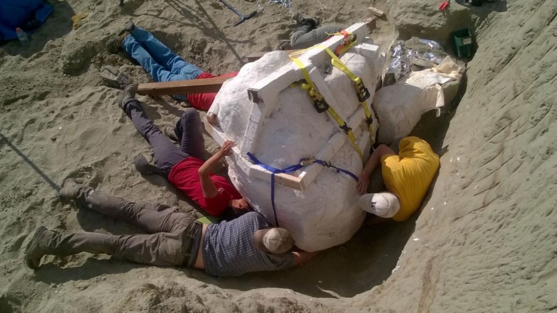 Los paleont&oacute;logos tratan de movilizar el cr&aacute;neo del 'Tyrannosaurus rex' en el norte de Montana para trasladarlo al Museo Burke. 