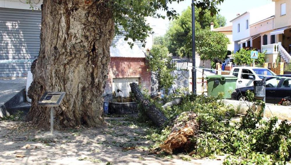 Árbol Castellón