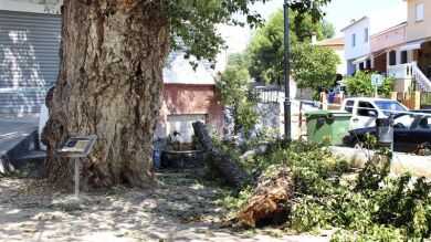 Un hombre fallece tras caerle una rama de 500 kilogramos en Castellón